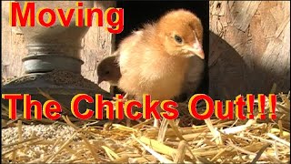 Moving the Baby Chicks Out! Raising Chickens by Briar Patch Creamery 169 views 5 years ago 12 minutes, 37 seconds