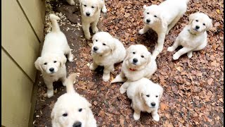 Puppy Attack! Sleeping Golden Retriever puppies wake up and come running when called!
