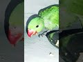 parrot khana khane ke bad nach raha hai | 😂😂#funny #parrot #parrotlife #shorts #superbparrot