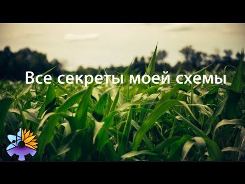 Моя схема выращивания кукурузы. Все секреты