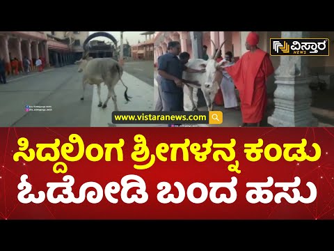 ಶ್ರೀಗಳು ಮೈ ಸವರುತ್ತಿದ್ದಂತೆ ಸುಮ್ಮನೆ ನಿಂತ ಹಸು! | Siddaganga Swamiji And Cow | Tumakuru | Vistara News