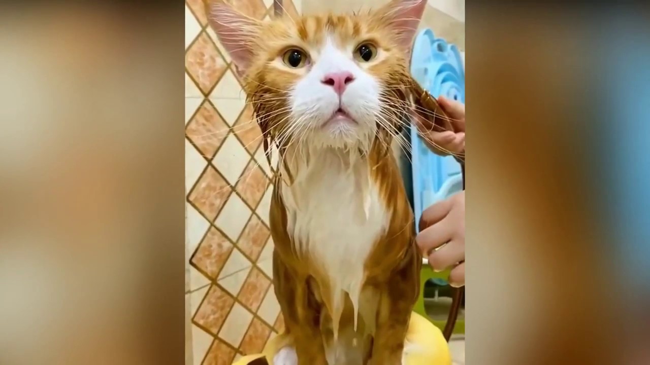 Best funny Cat Videos (2020) Challenge can not stop laugh, Cute cat