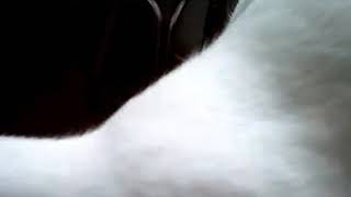 Affectionate Cay And His Baby Meow Meow