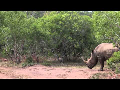 Wideo: Wrangling Rhinos In Mkhaya, Suazi - Matador Network
