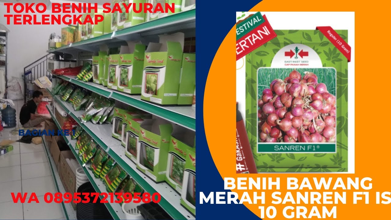 Benih bawang merah sanren f1 terbaik unggul tahan penyakit Cap Panah