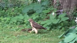 Red tailed Hawk walking on ground, hunting for prey