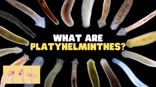 asl what are platyhelminthes