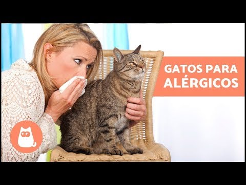 Vídeo: Qual Raça De Gato Não Causa Alergia?