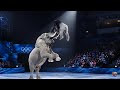 Epic Ice Skating Showdown with Panda, Elephant, Goat & More | AI Veo 3 Presents