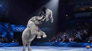 Elephants Show Amazing Balance on Ice around tourism |  Gentle Giants at Play