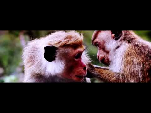 Madre Tierra - Black Star Band