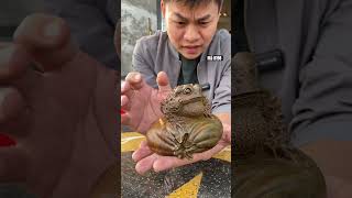 Cóc thiềm thừ mini giá cực yêu ạ|0938410333 #tuonggodocdao #tuonggocaocap  #tuonggovip #cocthiemthu