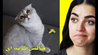 گربه مردم گربه ما  چالش های گربه ایی