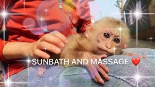 Baby monkey: sunbathing and massage