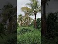 Strong Wind Through Coconut Trees 🌴#strongwind #windynature #gentlebreeze