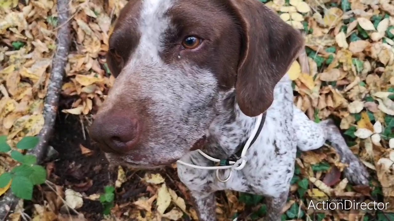 Giornata a caccia di Tartufo Nero Uncinato - VLOG- RE Tartufi.