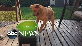 Dog Does Happy Dance For His SelfFetch Toy