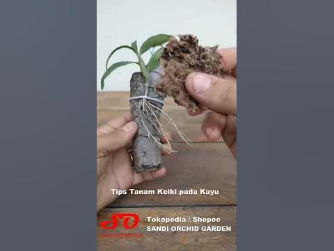Cara Menanam Keiki Anggrek pada Kayu 