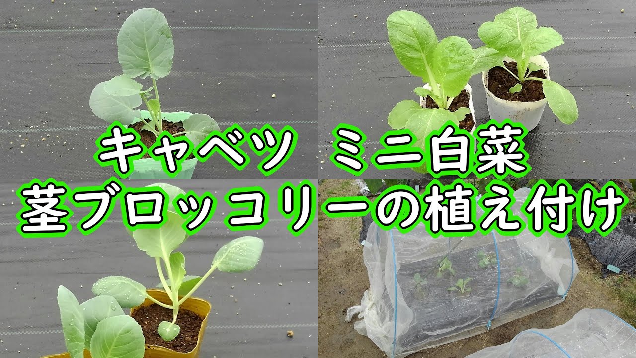 キャベツ、ミニ白菜、茎ブロッコリーの育て方（アブラナ科は、9月が苗