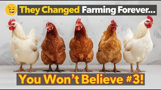5 Chicken Breeds That Changed The World Forever   You Wont Believe 3
