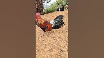 Saib qaib qus txuam ib khav heev 2026 #mienbac #thucung