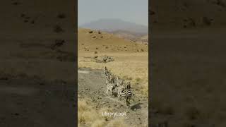 Shorts: Zebras in Tanzania