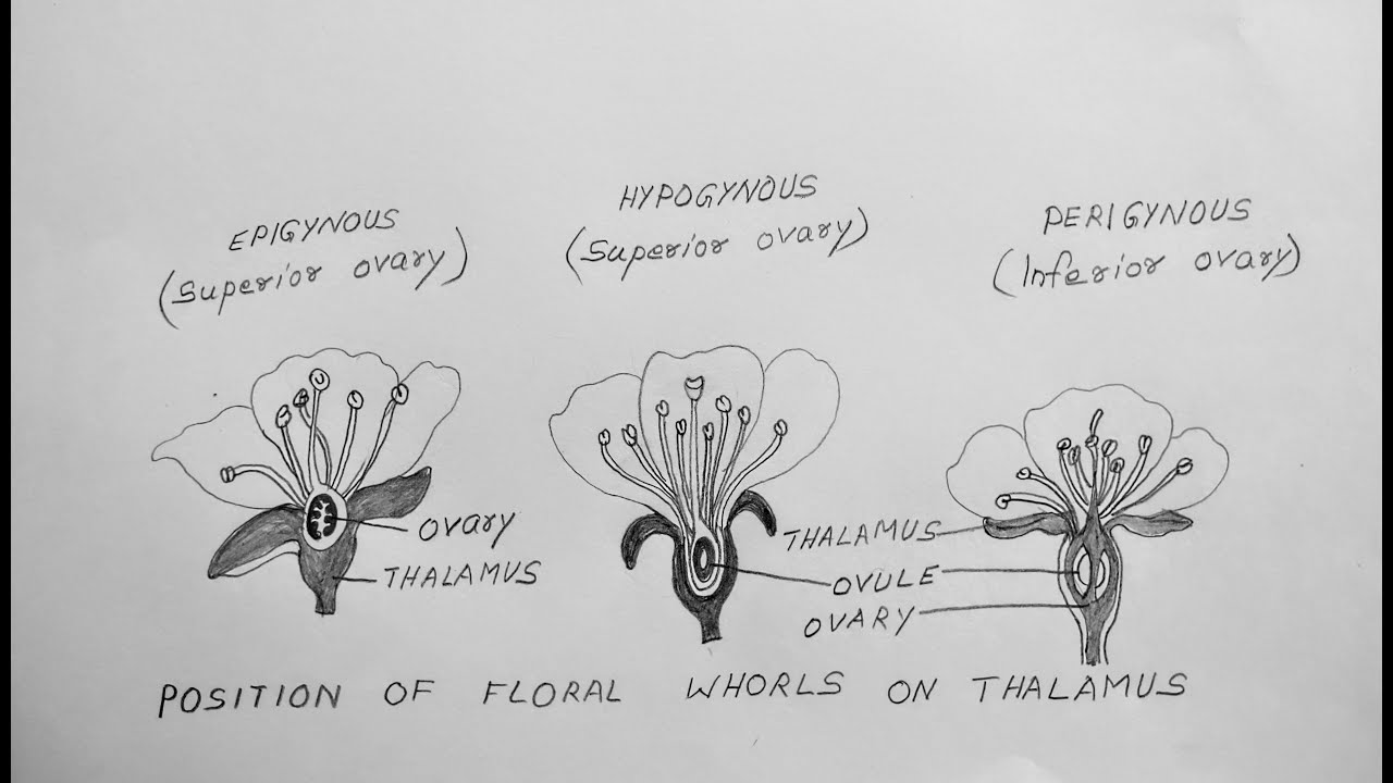 position-of-floral-whorls-on-thalamus-biology-diagrams-for-class-11