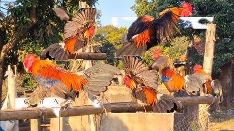 Hlau youtube cho ae xem gà rừng tơ.qaib qus zoo nkauj 