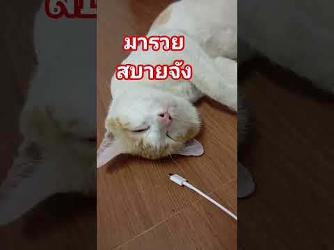 #คลายเครียด #cat #food