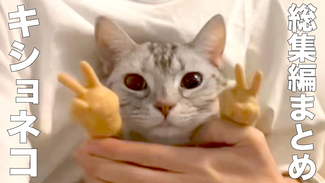 Compilation] A cat whose catchphrase is 