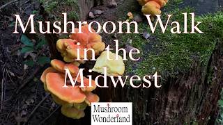Wild Mushroom Walk in the Midwest
