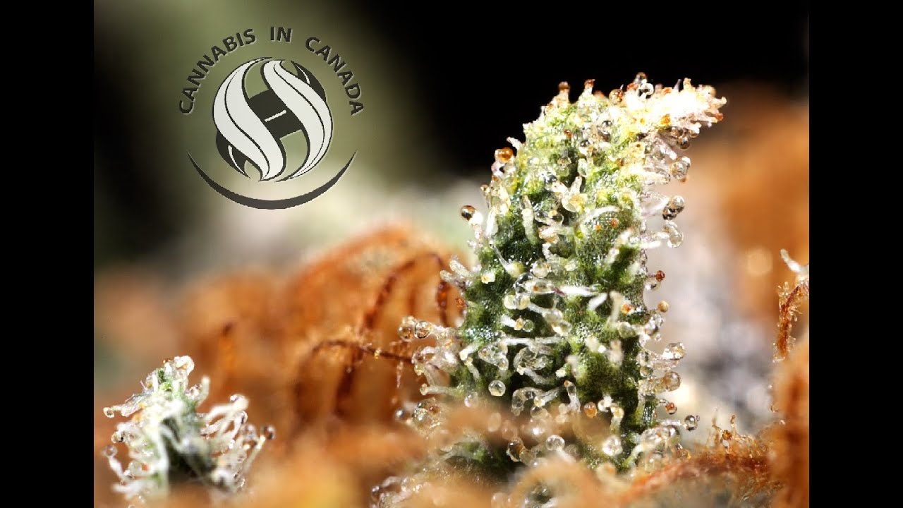 Live At Duncan DabFest 2015!