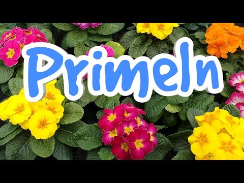 Primeln pflegen gießen düngen Standort vermehren Primeln Primula Primel