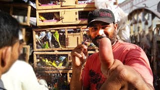 Birds Market Lalukhet Karachi Oct-21-2018