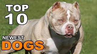 Top 10 Newest Dog Breeds by Aminals Everything 565 views 5 years ago 3 minutes, 21 seconds