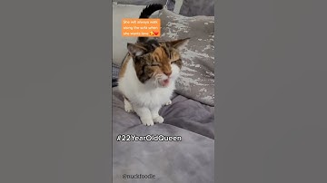 Thumbnail of 22 year old cat 🥰❤️