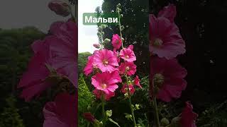 Подільські мальви