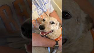 Sydney is in the quarterfinals for Americas favorite pet! Voting is now open ❤️