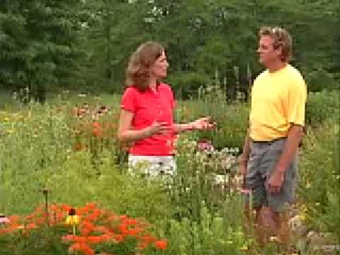 Native Plants - YouTube