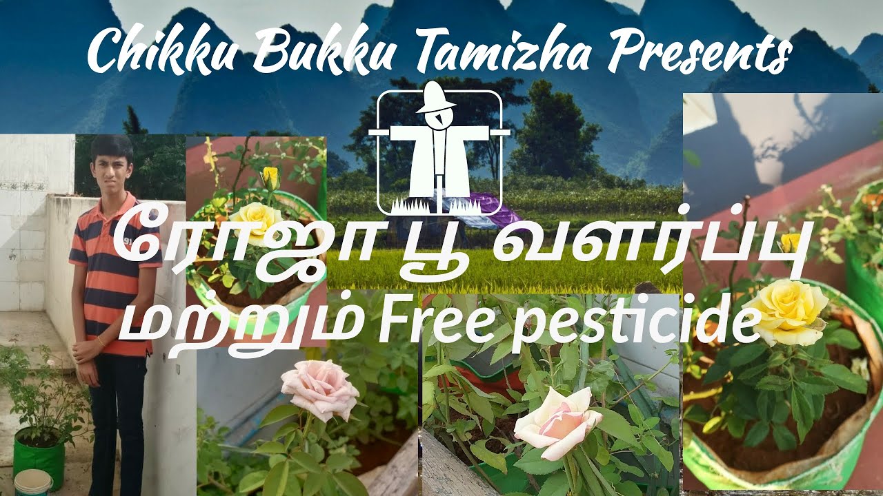 ரோஜா பூ வளர்ப்பு மற்றும் Universal FREE PESTICIDE Rose Plant Growth