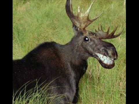 moose meat - buddy L'Hirondelle tyrell cardinal keith nadeau - YouTube