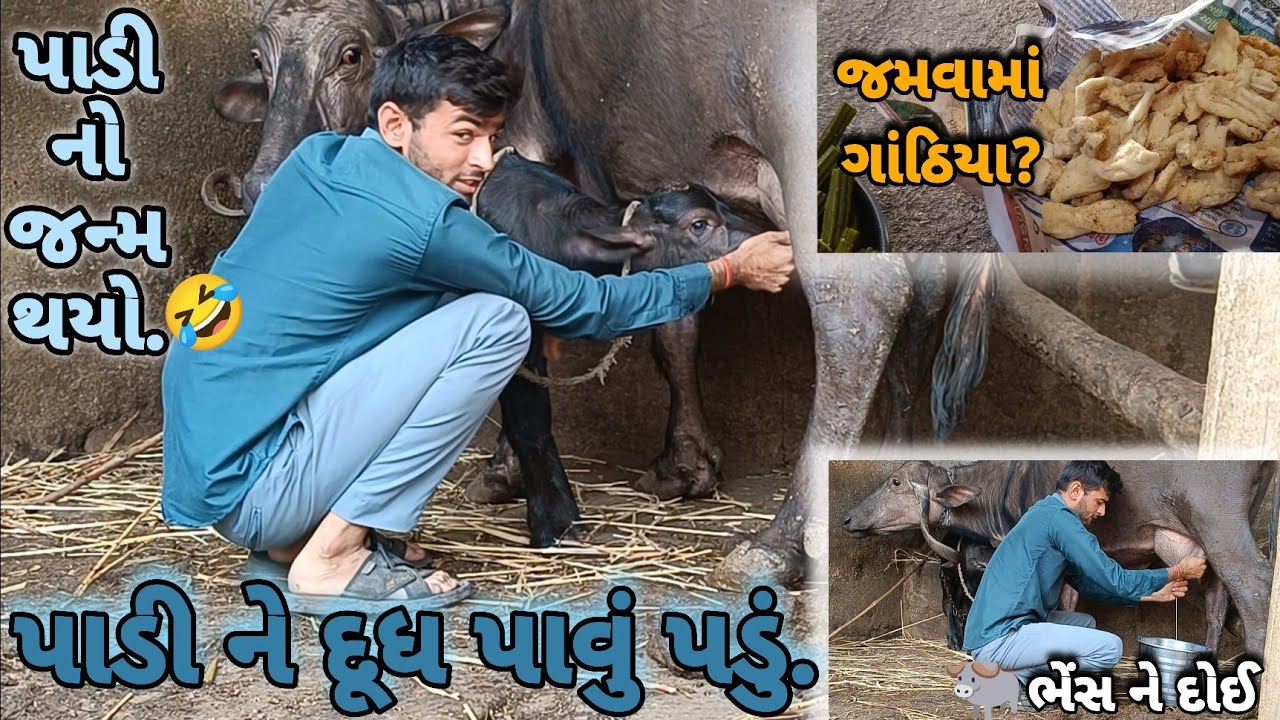 ભેંસ ને દોઈ 🤣//અમારી ભેંસ ને પડી આવી//#dipakahirvlog 