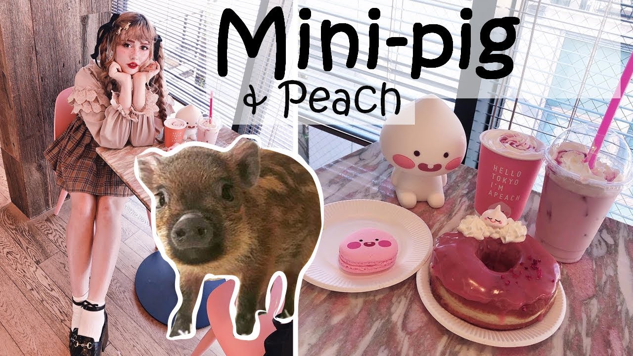 Tokyo Cafe hop Mini Pig and I'm a Peach cafe! YouTube