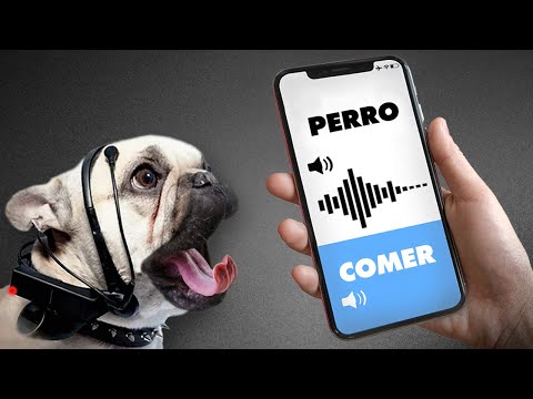 Video: ¿Cuánto de lo que dices puede entender tu perro REALMENTE?