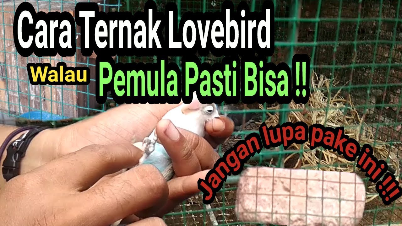 Ternak lovebird, ini Cara yang Paling Mudah bagi Pemula 