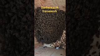 bees swarm #honey bees #my bees #hives #bees