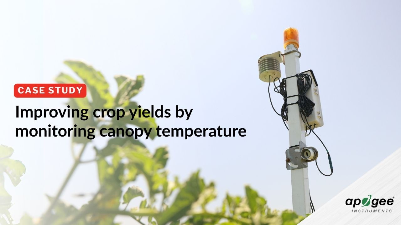 Case Study: How Infrared Radiometers Cut Water Use & Boost Tomato ...