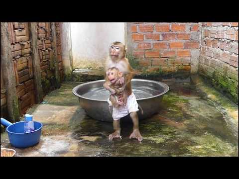 Super Smart Dodo Carries Tiny Moly to Mom for Bath and Fresh Diaper While Happily Swimming