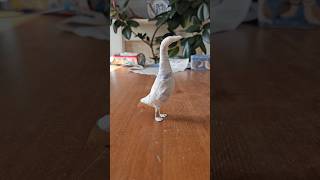 make a runner duck paper mache armature with me #papermache #papiermache #artandcraft