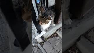 Feisty cat encountered while filming in Bucharest #cats  #animals